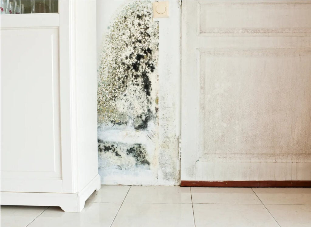 black mold removal