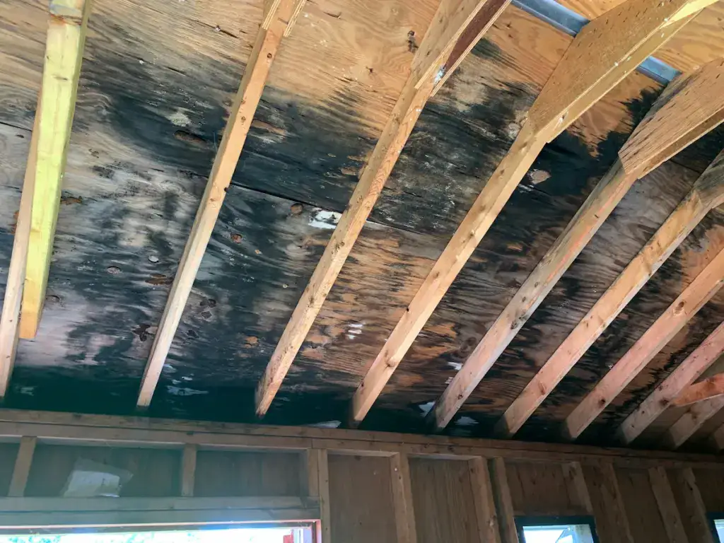 Black mold covering attic roof deck and rafters caused by trapped moisture