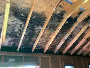 Black mold covering attic roof deck and rafters caused by trapped moisture